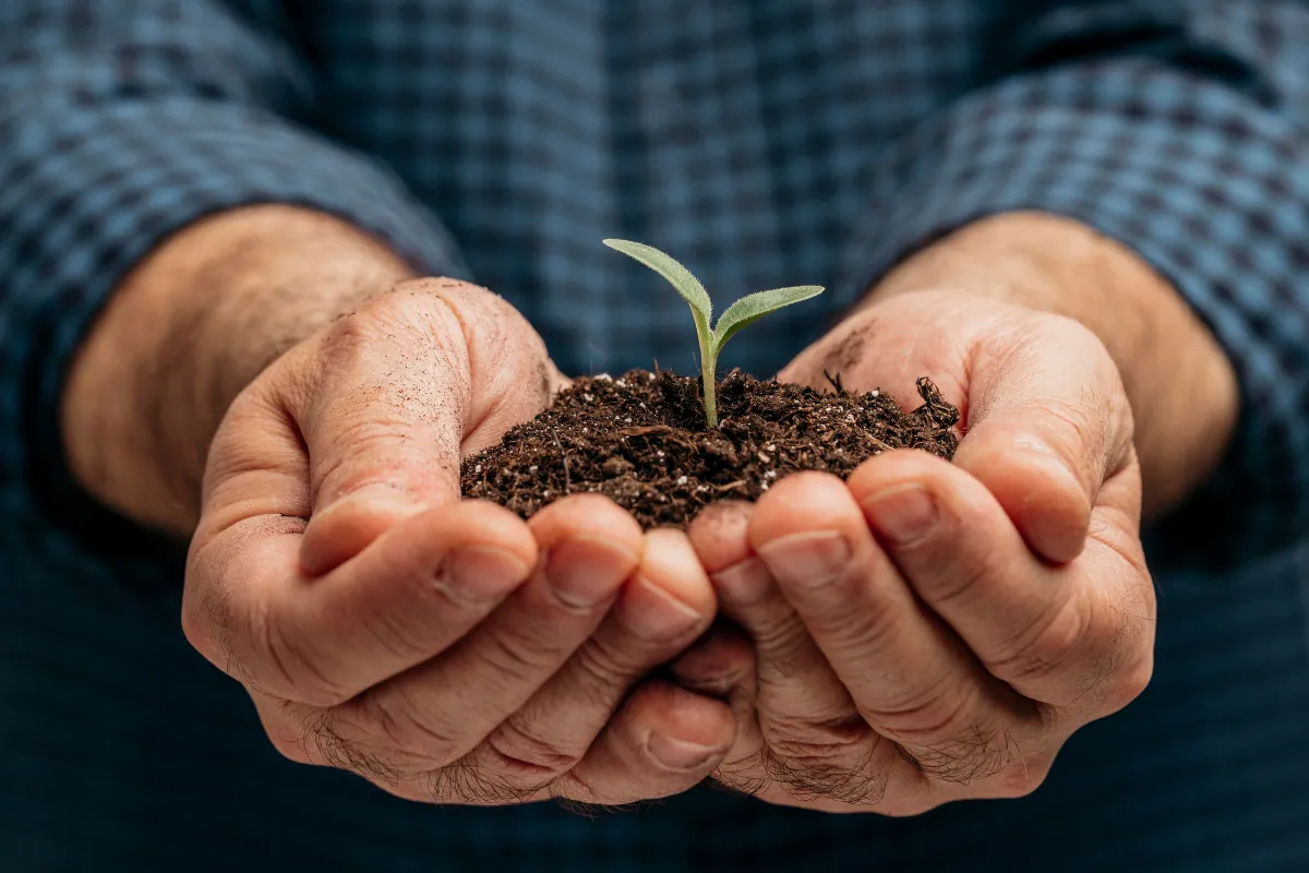 Mãos seguram terra com uma muda recém-germinada, representando o início do plantio e do ciclo produtivo agrícola.