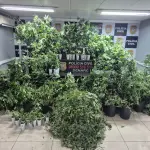policia-civil-rio-grande-do-sul-88-pés-maconha