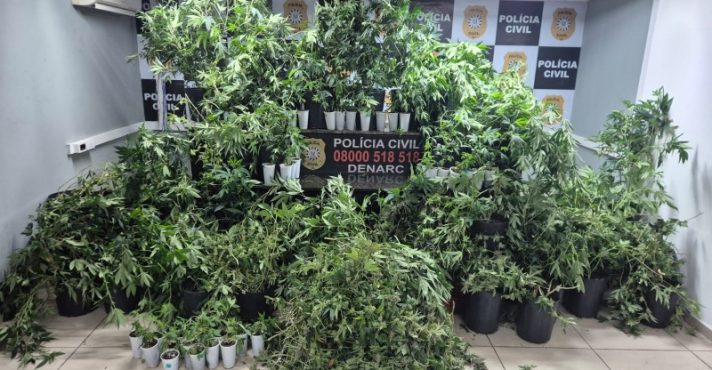 policia-civil-rio-grande-do-sul-88-pés-maconha