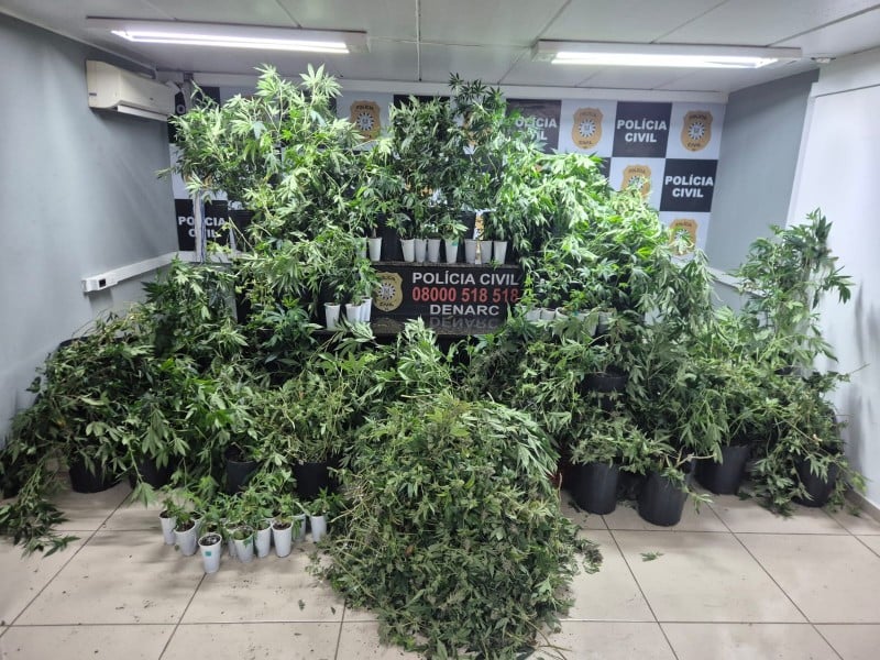 Polícia encontra estufa com 88 pés de maconha no R
