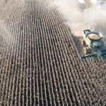 Vista aérea de uma grande colheitadeira verde avançando em linhas paralelas de uma plantação de milho seco, levantando poeira ao longo de uma estrada de terra.