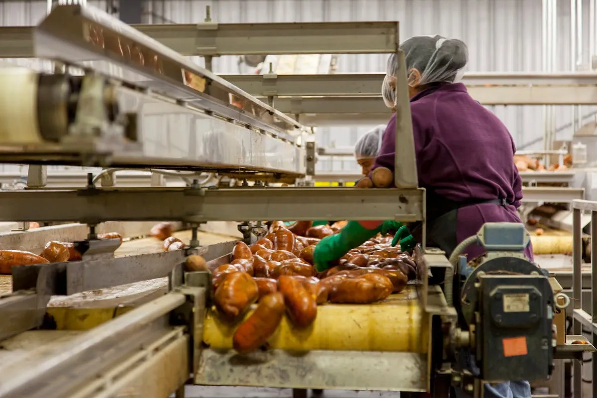 Funcionários atuando em linha automatizada de produção de embutidos em indústria alimentícia.