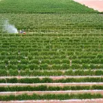 Vista aérea de plantação organizada com equipamento realizando manejo agrícola.