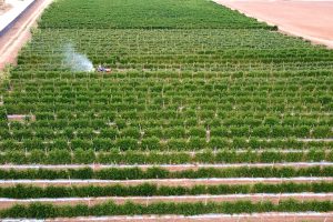 Vista aérea de plantação organizada com equipamento realizando manejo agrícola.