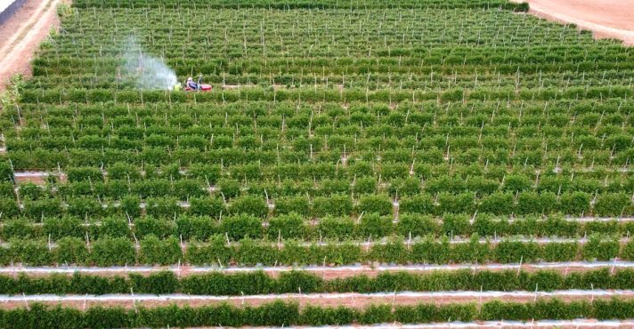 Vista aérea de plantação organizada com equipamento realizando manejo agrícola.