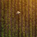 Plano Safra 2026/2027 conta com medidas voltadas ao seguro rural e à renegociação das dívidas | Foto: Shutterstock