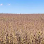 Lavoura de soja no Brasil em fase de maturação com vagens secas e céu azul ao fundo.