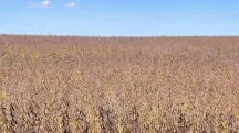 Lavoura de soja no Brasil em fase de maturação com vagens secas e céu azul ao fundo.