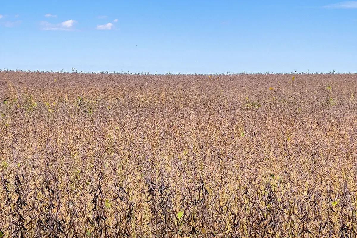Lavoura de soja no Brasil em fase de maturação com vagens secas e céu azul ao fundo.