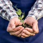 Mãos seguram muda recém-plantada com solo fértil, simbolizando práticas sustentáveis no agronegócio brasileiro.