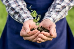 Mãos seguram muda recém-plantada com solo fértil, simbolizando práticas sustentáveis no agronegócio brasileiro.