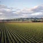Extensa área cultivada com fileiras uniformes evidencia condições favoráveis para o desenvolvimento agrícola regional.