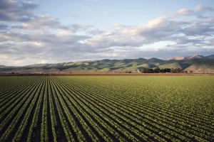 Extensa área cultivada com fileiras uniformes evidencia condições favoráveis para o desenvolvimento agrícola regional.