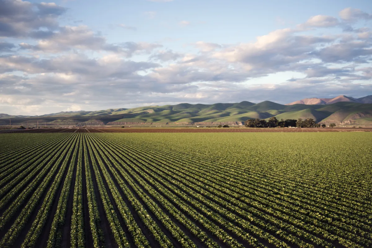 Extensa área cultivada com fileiras uniformes evidencia condições favoráveis para o desenvolvimento agrícola regional.