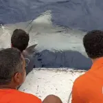 ataques tubarões