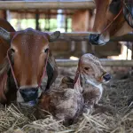 Programa A Força do Agro dia 21 de julho