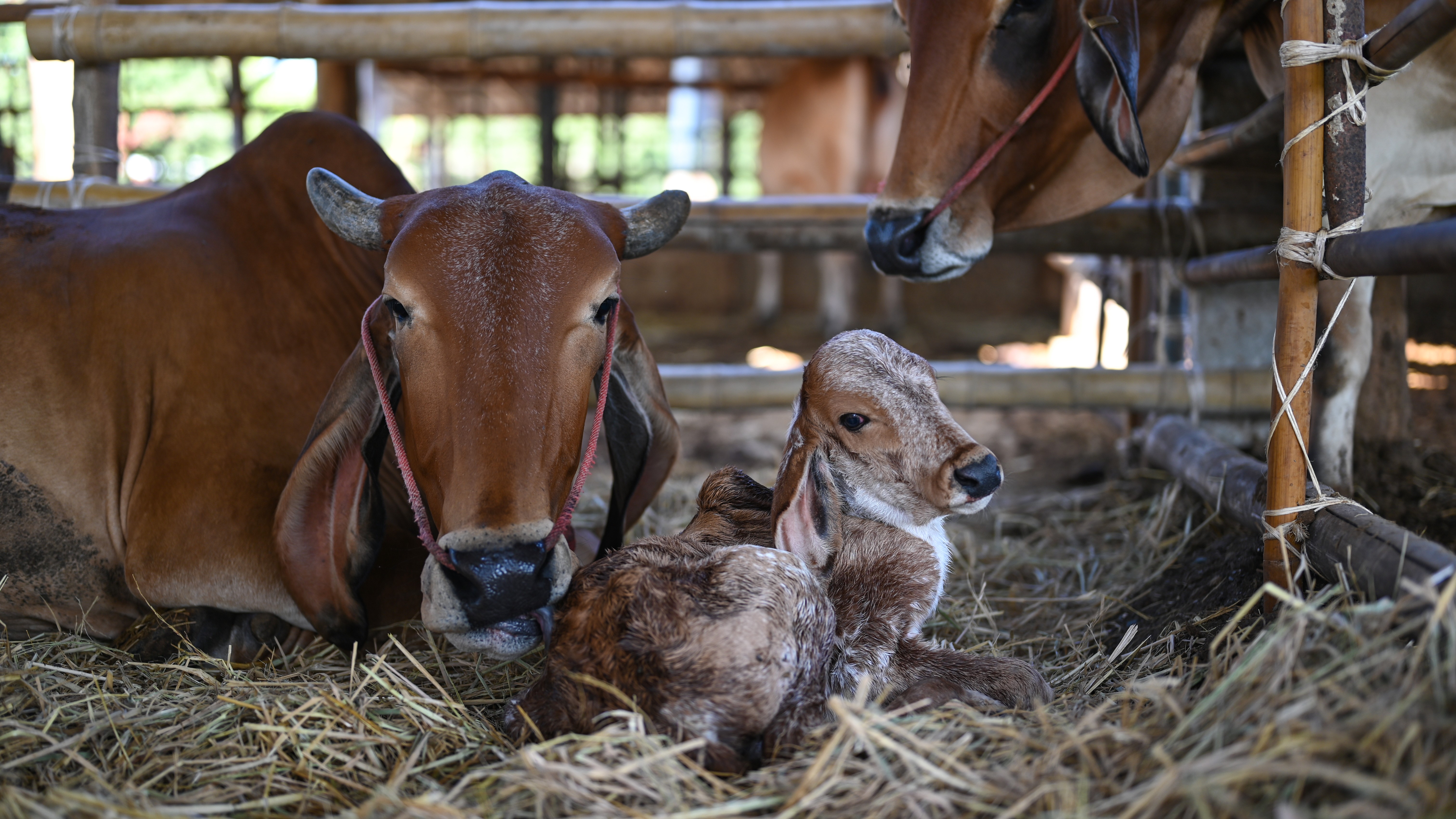 Como as práticas de bem-estar animal influenciam na produtividade