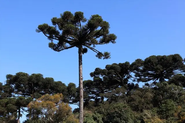 Close em uma árvore frondosa em Curitiba, destacando a importância da arborização para a saúde mental.