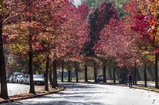 Caminho arborizado em Curitiba com pessoas caminhando em um ambiente saudável.