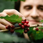 Close em uma mão colhendo frutos maduros de café vermelhos diretamente de um galho, com o rosto de um homem desfocado ao fundo entre as folhas verdes.