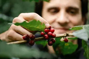 Close em uma mão colhendo frutos maduros de café vermelhos diretamente de um galho, com o rosto de um homem desfocado ao fundo entre as folhas verdes.