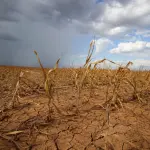 Apesar das incertezas, o setor chega mais preparado do que em episódios anteriores de El Niño | Foto: Divulgação/Oeste | Imagem criada com o auxílio de inteligência artificial