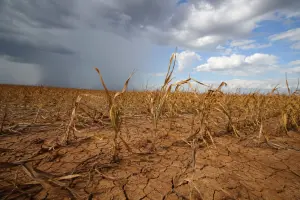 Apesar das incertezas, o setor chega mais preparado do que em episódios anteriores de El Niño | Foto: Divulgação/Oeste | Imagem criada com o auxílio de inteligência artificial