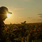 Silhueta de um produtor rural usando boné, agachado em meio a uma plantação de soja durante o pôr do sol, examinando as folhas e vagens da cultura com o sol brilhando ao fundo.