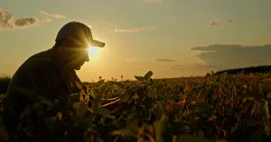 Silhueta de um produtor rural usando boné, agachado em meio a uma plantação de soja durante o pôr do sol, examinando as folhas e vagens da cultura com o sol brilhando ao fundo.
