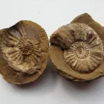 Fósseis de stromatólitos antigos revelando atividade biológica na Terra
