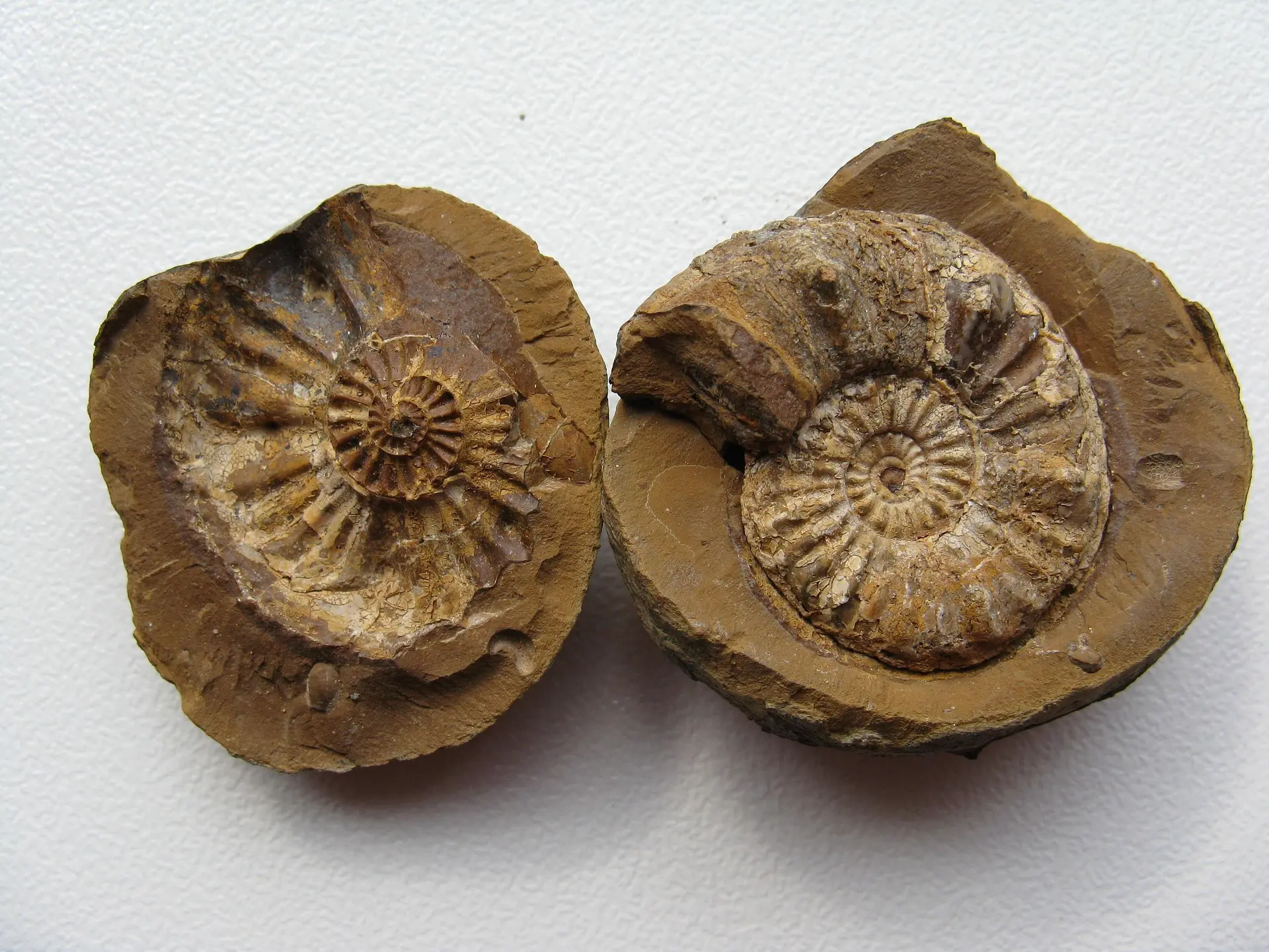 Fósseis de stromatólitos antigos revelando atividade biológica na Terra
