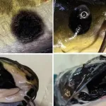 Câncer identificado em espécie de bagre
