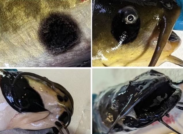 Câncer contagioso é descoberto pela primeira vez em peixes