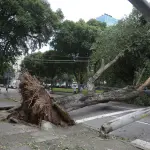 Chuva e vento forte derrubam árvores no Rio