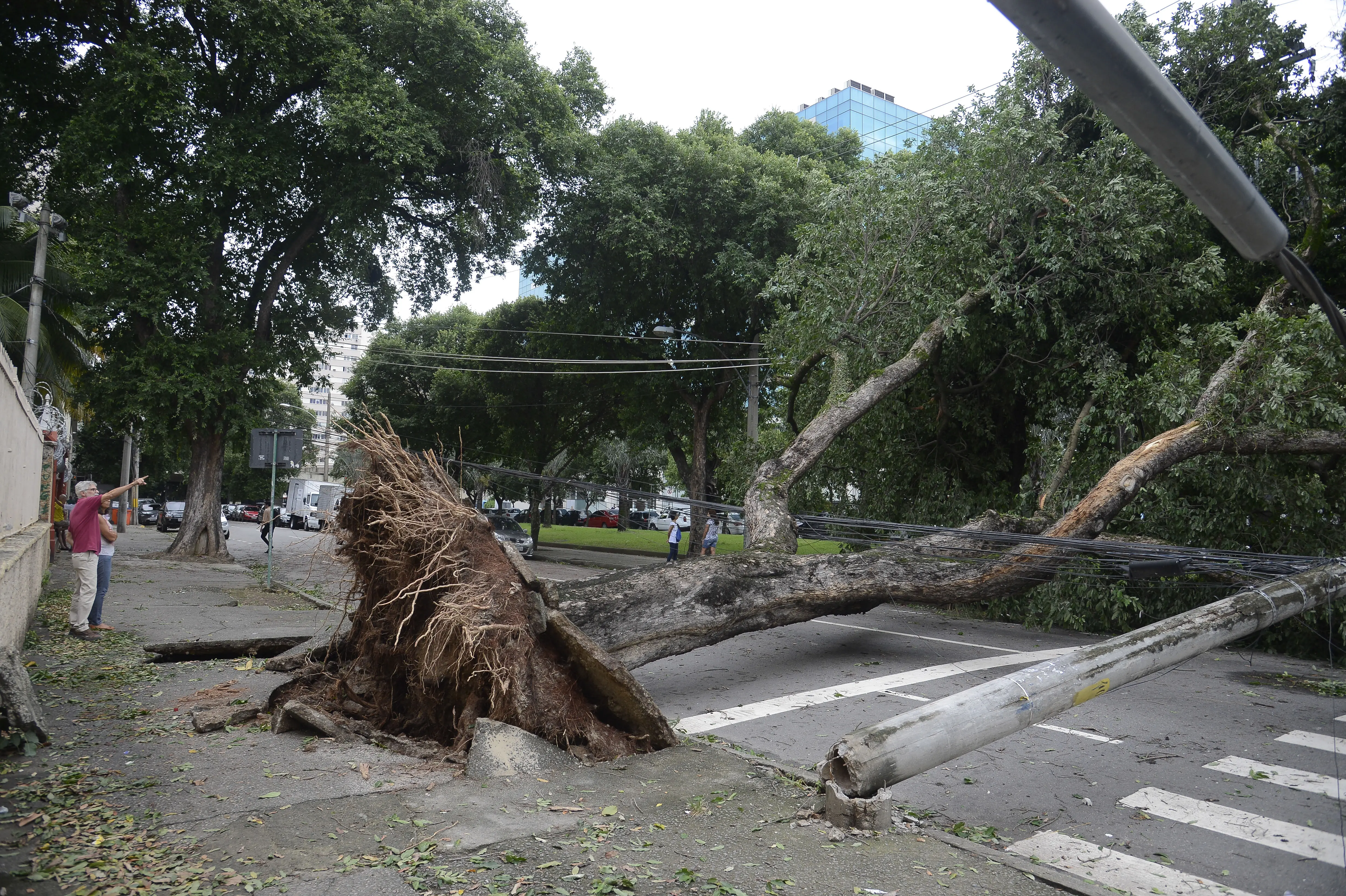 Chuva e vento forte derrubam árvores no Rio
