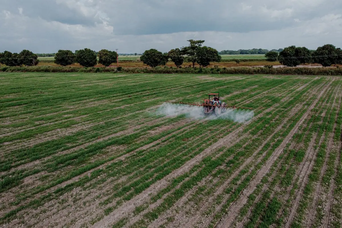 Vista aérea de um trator vermelho em movimento aplicando defensivos agrícolas em linhas de plantação verde de um grande campo aberto, sob um céu nublado.