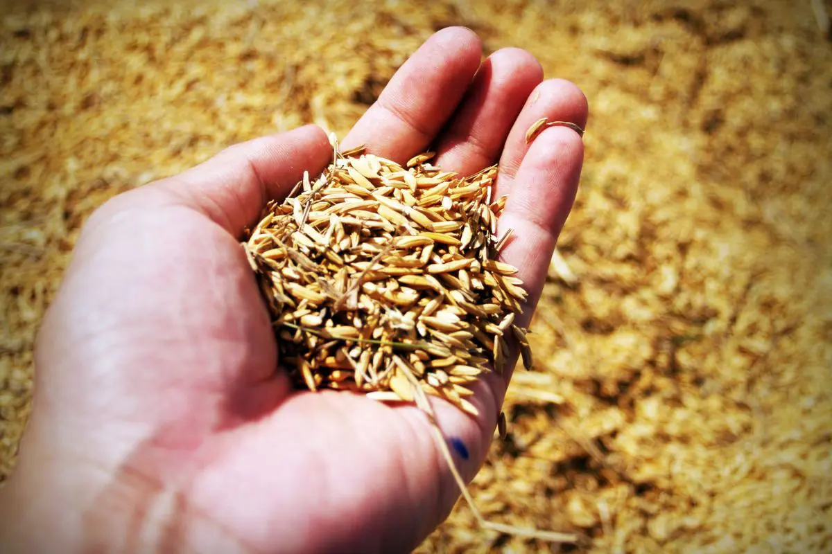 Close em uma mão aberta segurando um punhado de grãos e sementes douradas com casca, com um fundo preenchido por uma grande quantidade de grãos desfocados.