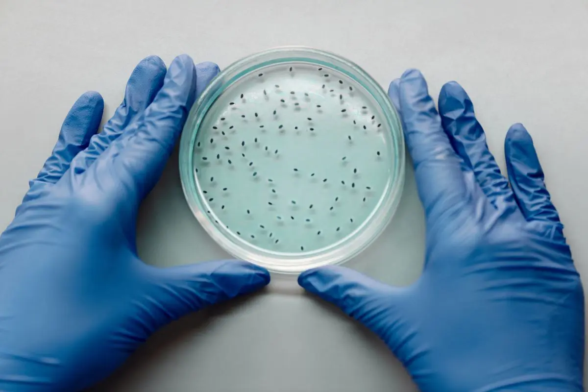 Duas mãos vestindo luvas de procedimento azuis seguram uma placa de Petri de vidro contendo um líquido azul-claro transparente e pequenas sementes escuras imersas.