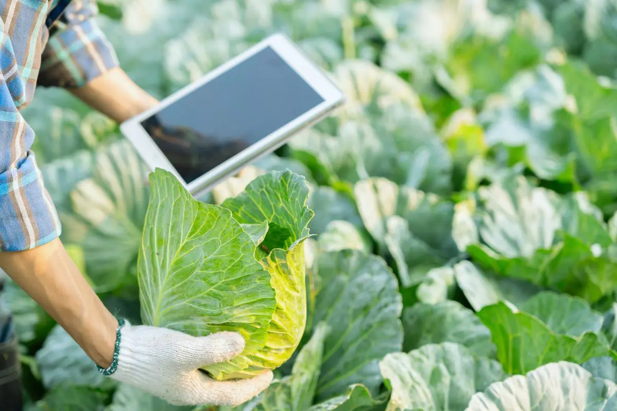 Vista superior oblíqua em plano fechado de um produtor usando luva branca para segurar uma cabeça de repolho verde no campo, enquanto segura um tablet com a outra mão sobre a plantação desfocada.