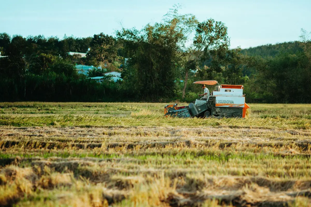 Uma colheitadeira branca e laranja da marca Kubota operando em um campo de plantação dourada e rasteira, sob a luz do dia, com árvores frondosas ao fundo.