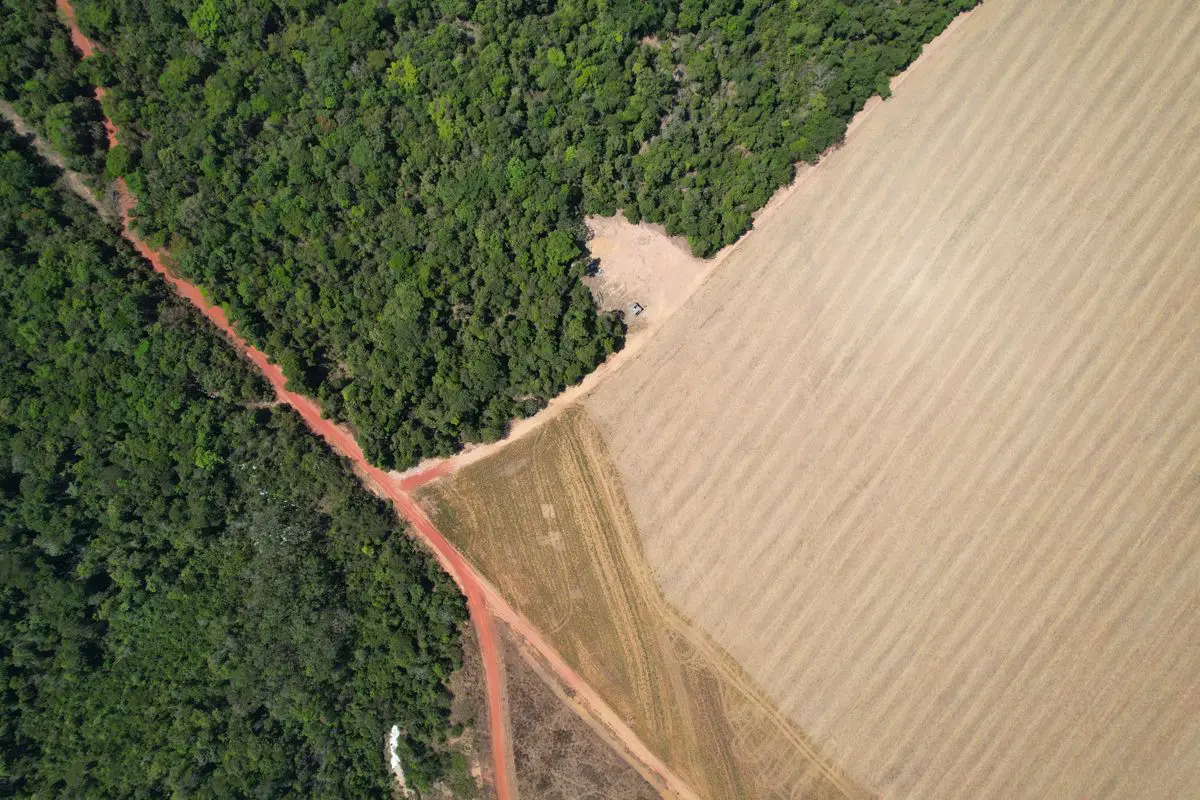 Vista aérea zenital de uma divisa clara entre uma floresta densa e verdejante e um campo agrícola arado em tons bege, cortada por estradas de terra vermelha.