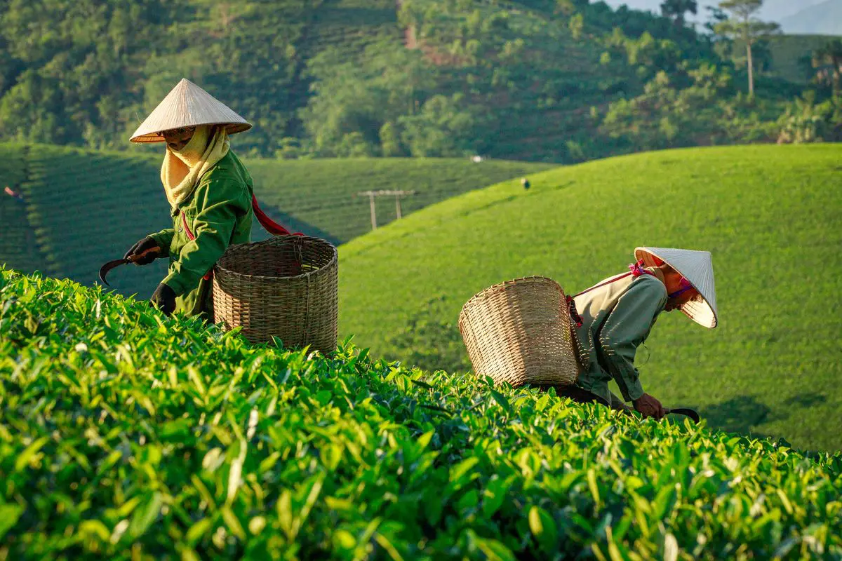 Duas pessoas usando chapéus cônicos tradicionais e carregando cestos de vime realizam a colheita manual em uma plantação verde e ondulada que cobre colinas ao fundo.