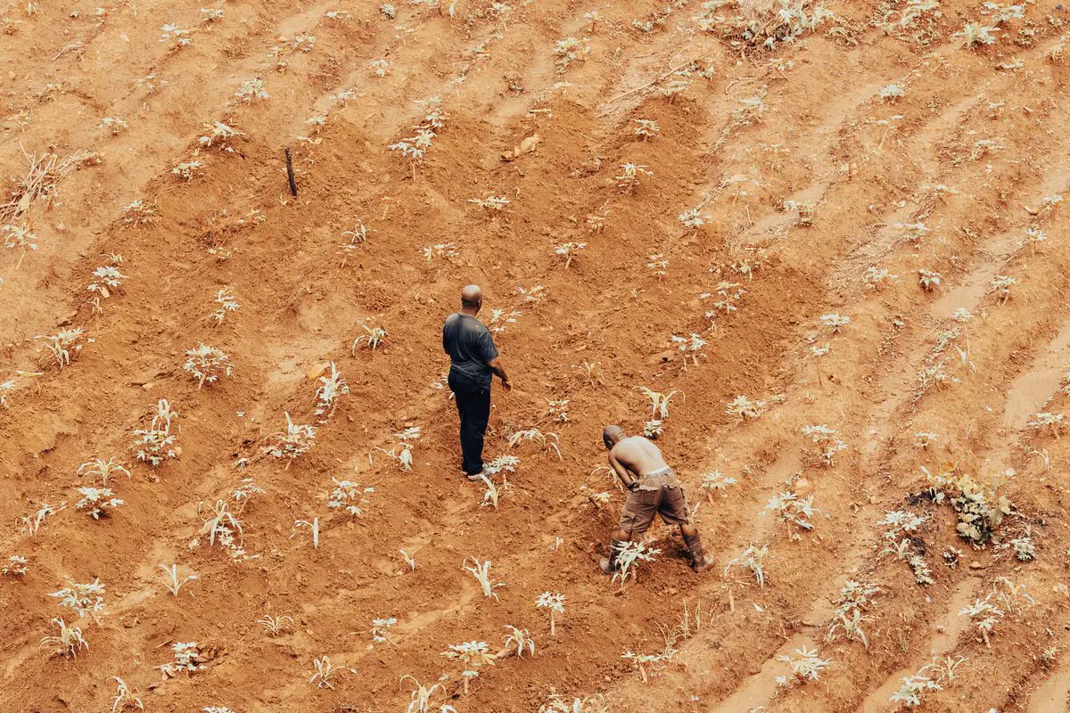 Vista aérea de dois homens trabalhando em um solo de terra batida marrom e acidentada com pequenas mudas plantadas e esparsas.