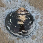 Molusco Arctica islandica no Atlântico Norte