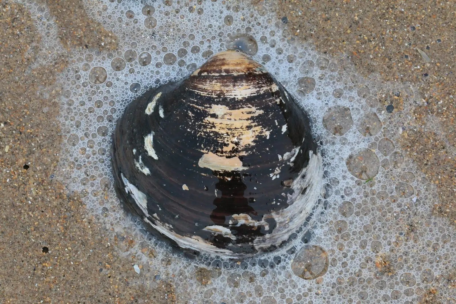 Molusco Arctica islandica no Atlântico Norte