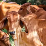 Fernando Conte, presidente da Associação dos Criadores de Mato Grosso, diz que algumas mentiras espalhadas por ONGs e políticos são o que atrapalham o avanço do agro no Estado de Mato Grosso | Foto: Wirestock/magnific.com