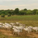 Pecuária: o Brasil abriga um rebanho de 238 milhões de bovinos | Foto: Wirestock/magnific.com