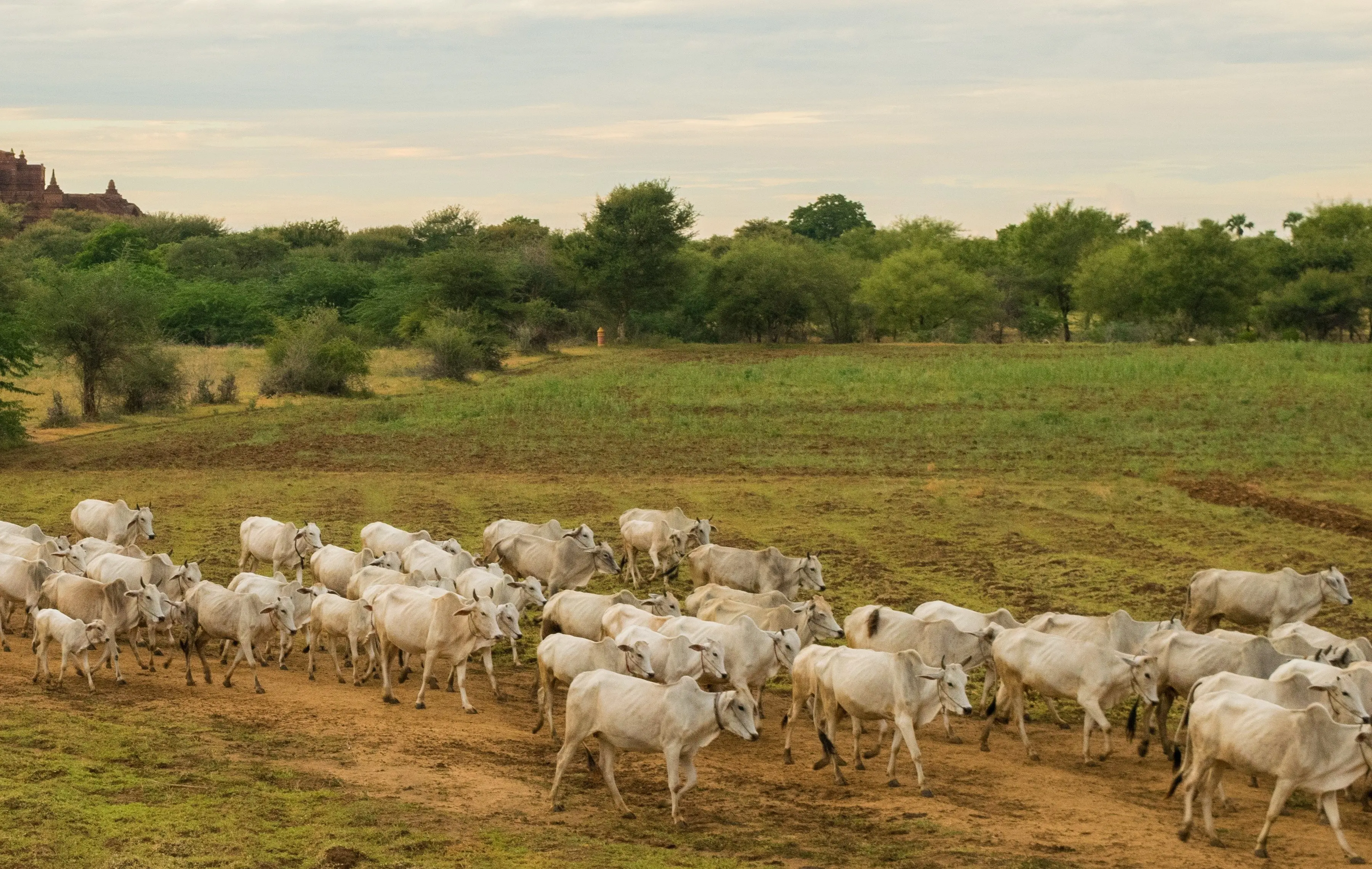 Pecuária: o Brasil abriga um rebanho de 238 milhões de bovinos | Foto: Wirestock/magnific.com