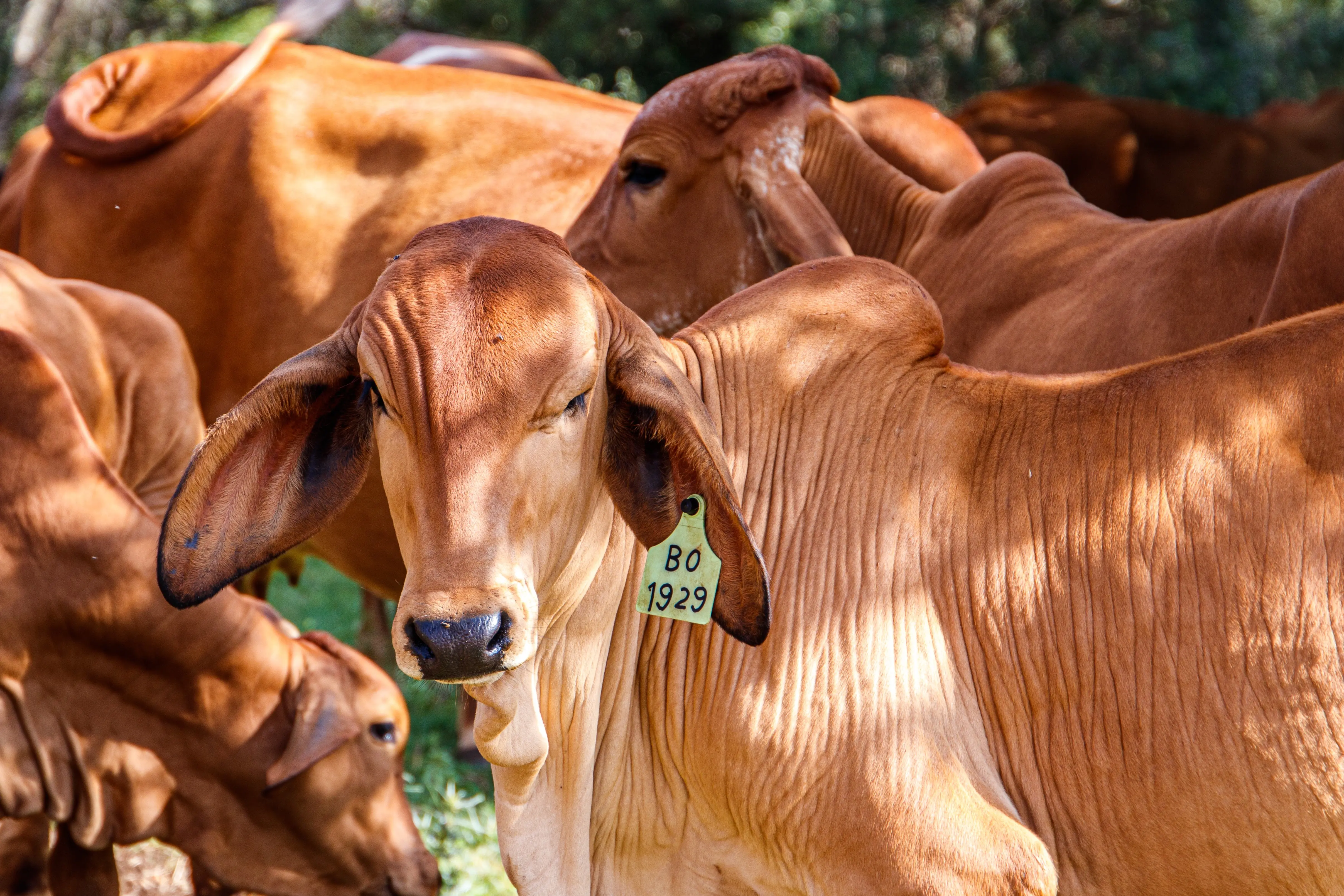 Fernando Conte, presidente da Associação dos Criadores de Mato Grosso, diz que algumas mentiras espalhadas por ONGs e políticos são o que atrapalham o avanço do agro no Estado de Mato Grosso | Foto: Wirestock/magnific.com
