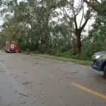 Na BR-471, no trecho entre as cidades de Rio Grande e Santa Vitória do Palmar, árvores caíram com a força da ventania / Foto: Reprodução/PRF